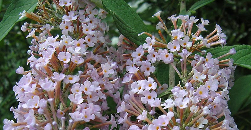 Buddleja davidii / Buddleja